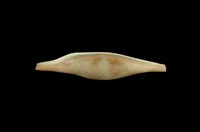 藏品(玫瑰海兔螺)的圖片